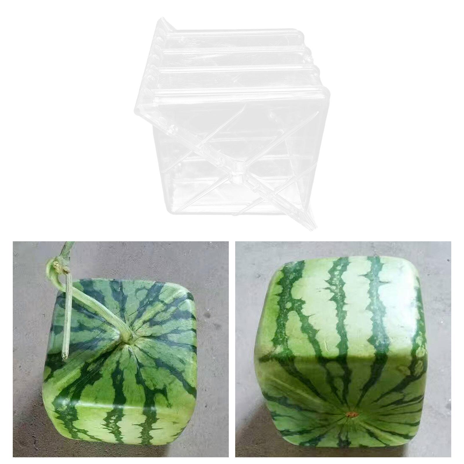 Square Watermelon Growth Mould - Gardening Tools Unique review and price