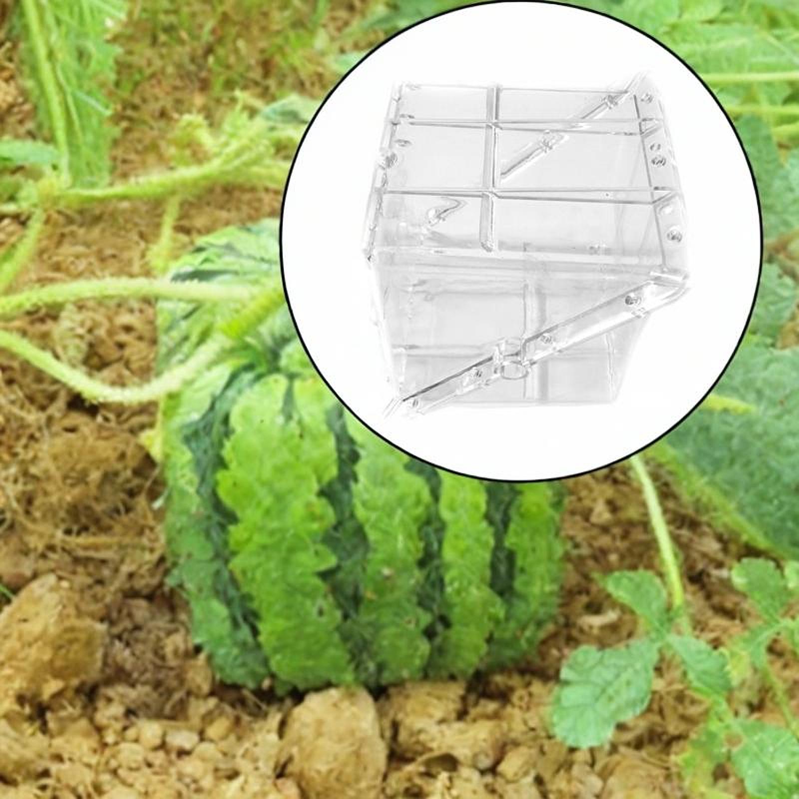 Square Watermelon Growth Mold  - Gardening Tools Unique review and price